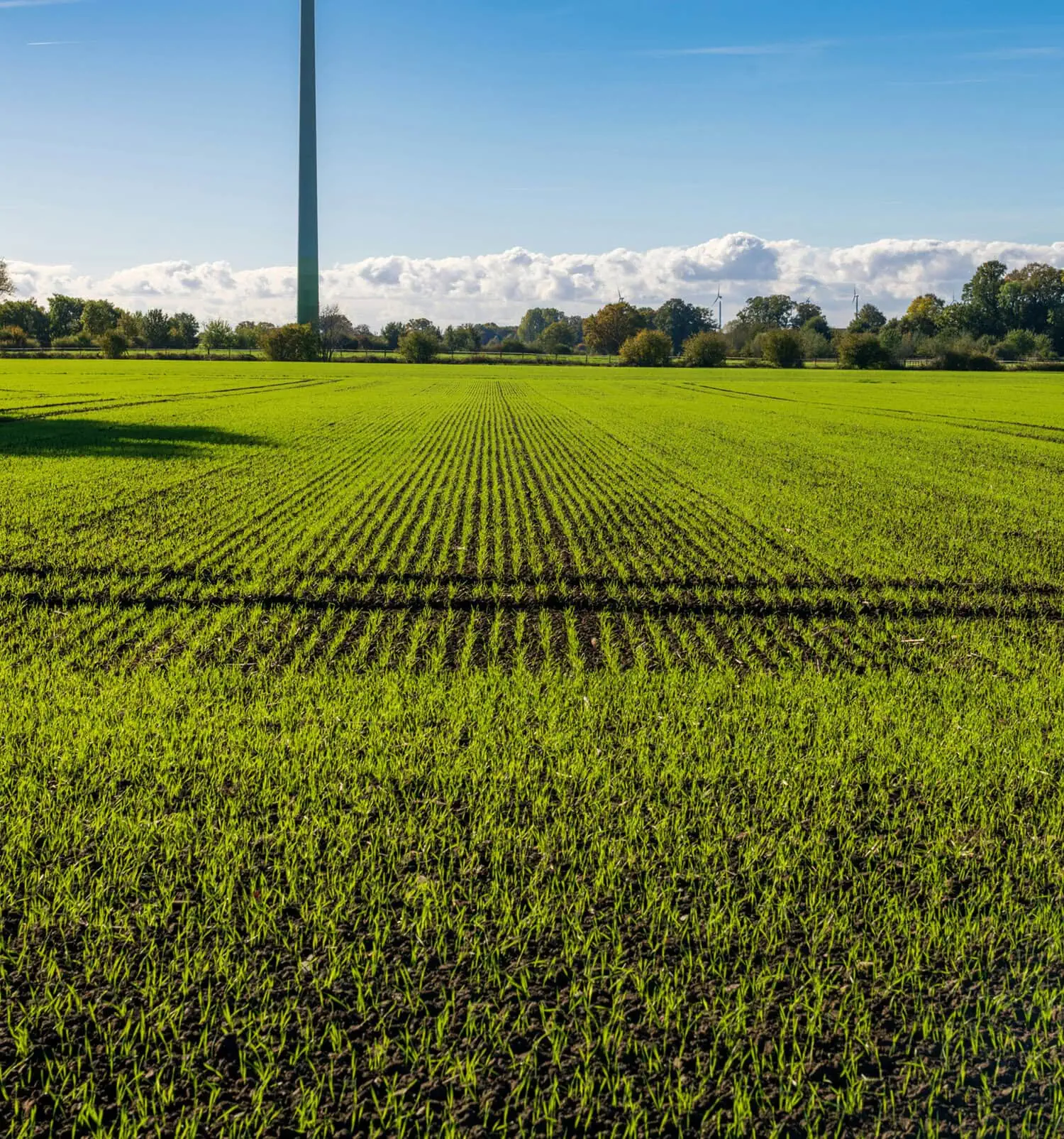 Cultivated green field with crop rows and wind turbine in the background